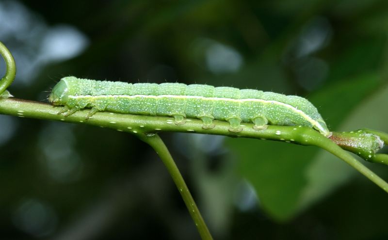 ID larva